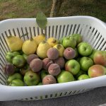Freshly Picked Fruit Offerings