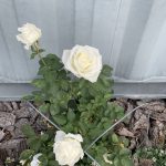 White roses outside the BSDS NZ Altar room in full bloom for Lopam's Birthday