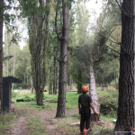 Feb 2021 - Tree felling.
